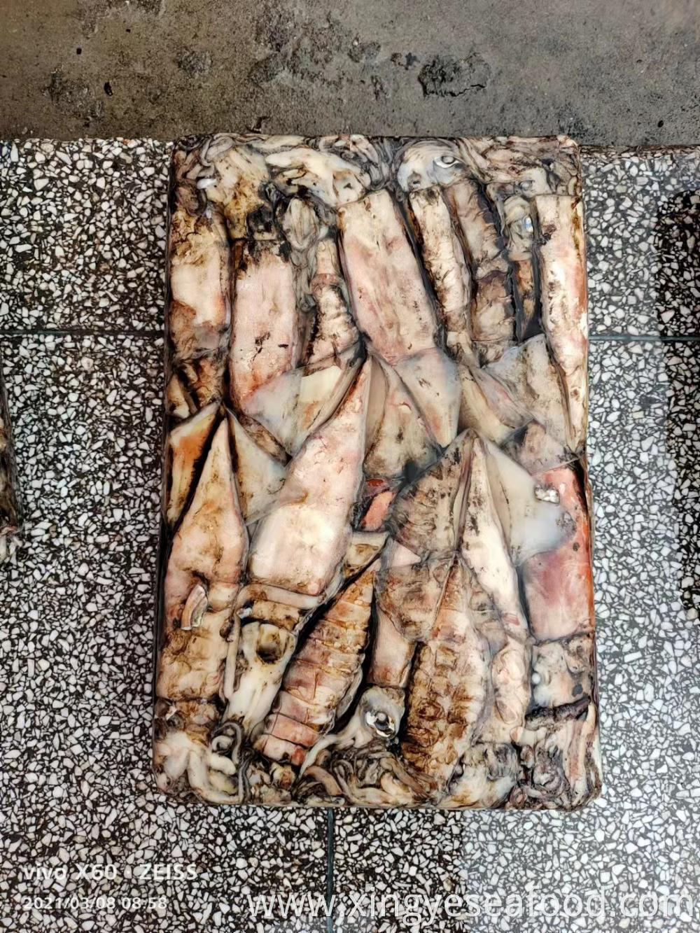 4 Frozen Squid Indian Ocean